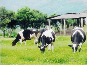 Chăn nuôi nông nghiệp