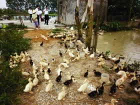 Chăn nuôi nông nghiệp